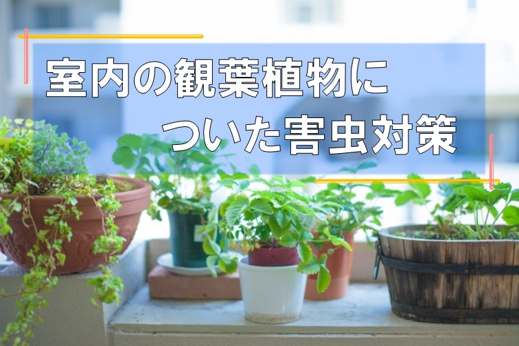 室内の観葉植物についた害虫対策 株式会社末吉商店 青森県平川市