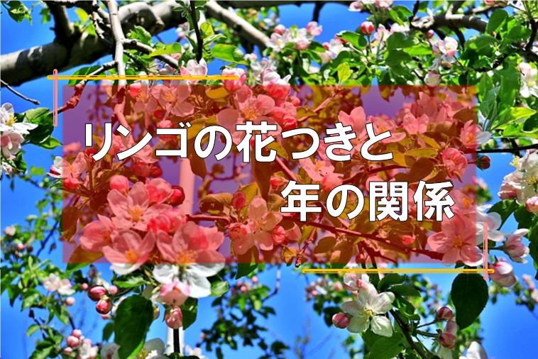 リンゴの花つきと年の関係 株式会社末吉商店 青森県平川市